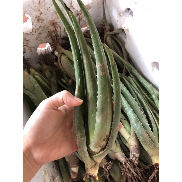 Sỉ sll 4 cây giống nha đam mỹ khổng lồ cây size trung 20-30cm
