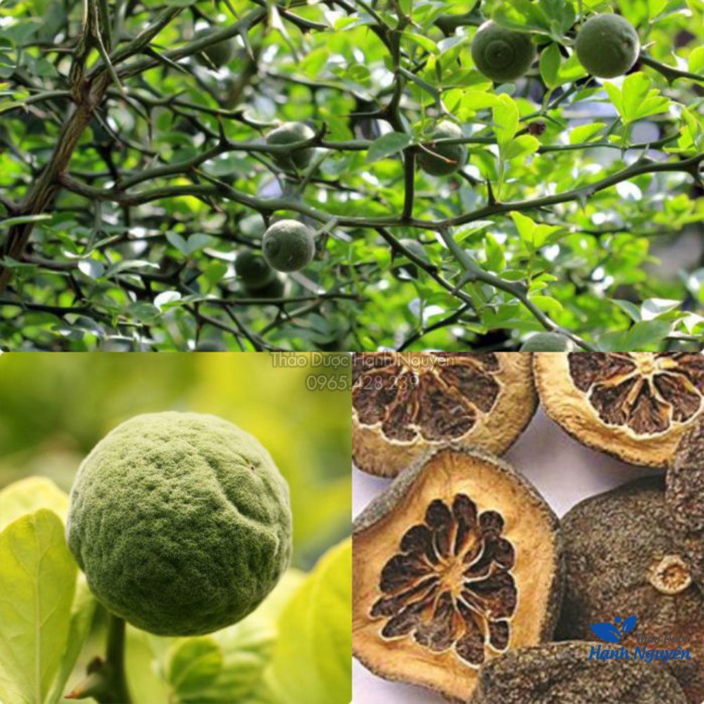 Chỉ thực khô 100g (Kim quất, tốt cho hệ tiêu hóa) - Thảo Dược Hạnh Nguyên