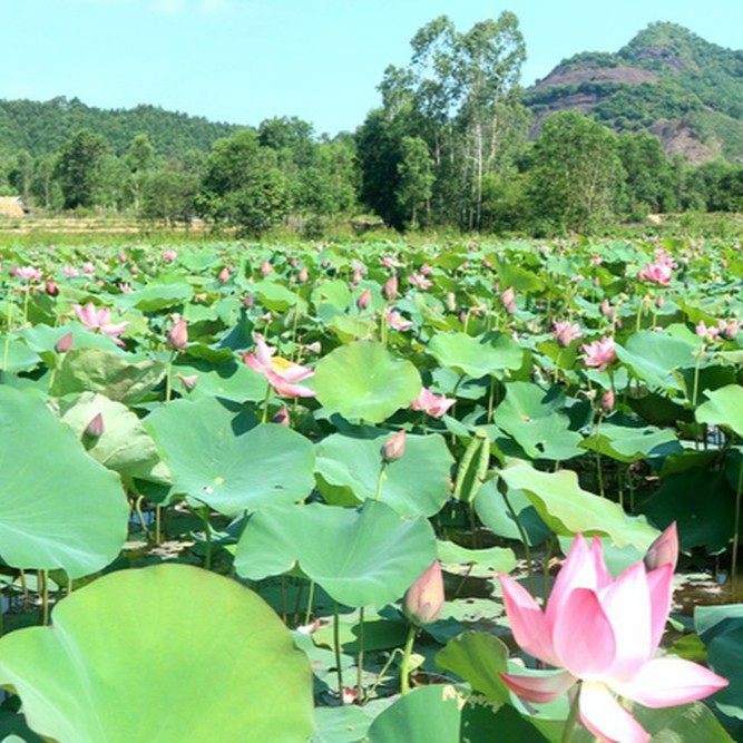 10 Hạt giống hoa sen ta (sen lớn) 3 màu vàng, hồng, trắng