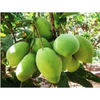 Cây giống Xoài Tứ Quý. ( Cho trái quanh năm)