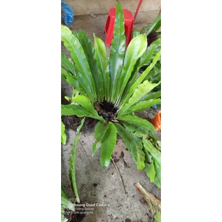 tổ quạ, lan phi điệp