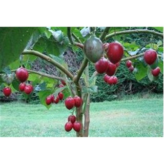 Hạt giống Cà chua thân gỗ - Gói 3 hạt