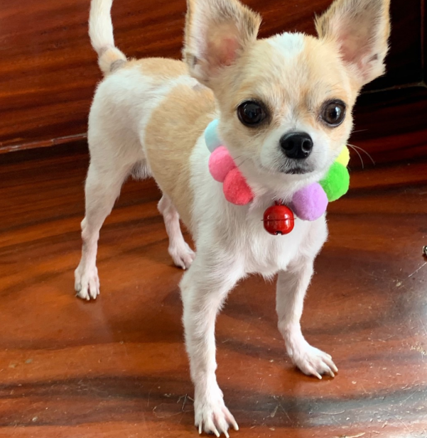 Vòng Cổ Thú Nhồi Bông Co Giãn Cho Mèo