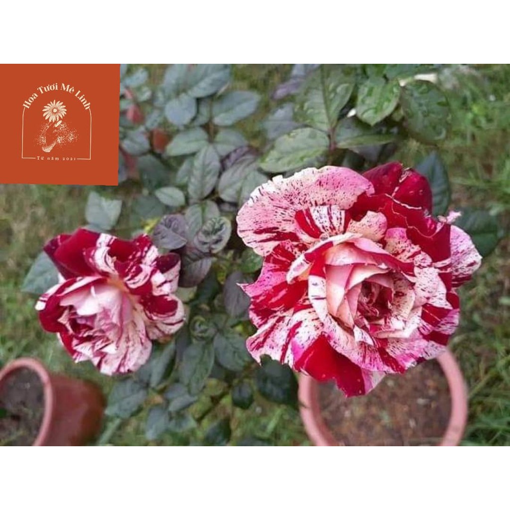 Hoa hồng Bụi Julio Iglesias Hương thơm ngọt ngào đến từ pháp thơ mộng[Hoatuoimelinh]