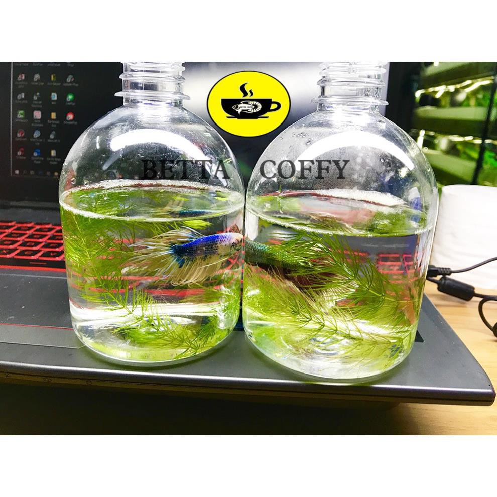 🌿 Hủ Nuôi cá Betta 500ML