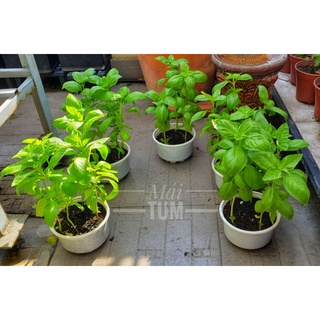 Genovese Basil  - Cây giống Húng Quế Tây (Genovese).