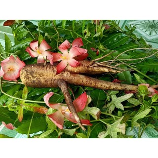 cây sâm bố chính