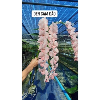 Hoa lan denro môi son gửi nguyên chậu phi 12
