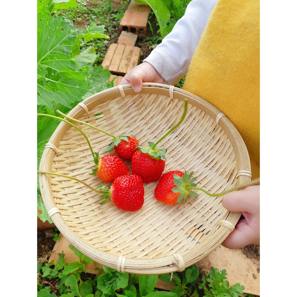 50 Hạt giống dâu tây đỏ chịu nhiệt tốt f1 Strawberry super