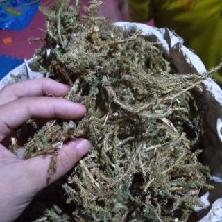 Thông đất rừng 1kg( mua càng nhiều càng giảm)