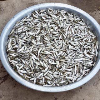 COMBO 4 CHAI NƯỚC MẮM CÁ LINH