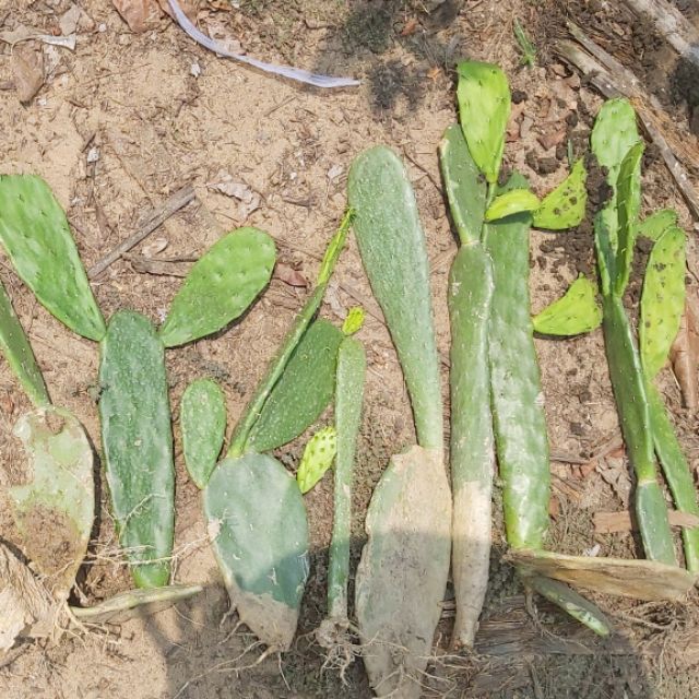 1kg xương rồng tai thỏ có rể.