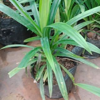 Cây lá dứa,cây lá nếp,cây lá thơm