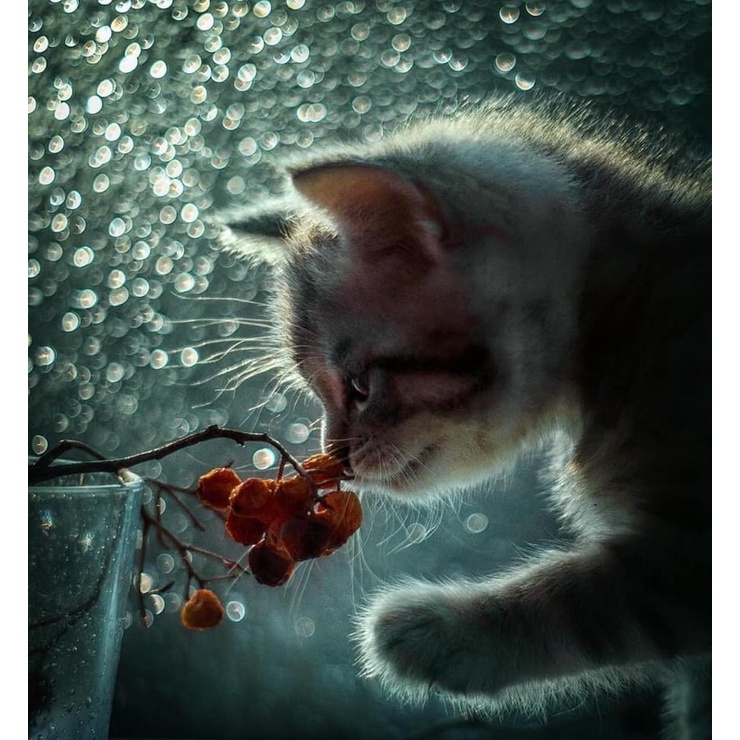 Ống kính MF Pentacon 50/1.8 ngàm M42