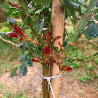 Phân bón đậm đặc humic