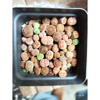cây sen đá mông thạch lan sen đá Lithops size nhỏ
