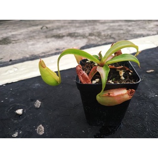 cây nắp ấm mini gieo hạt !