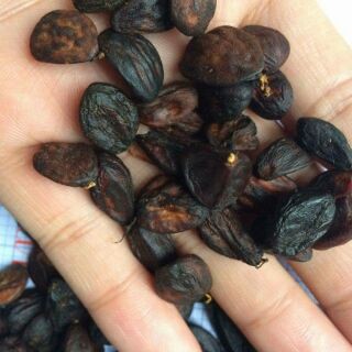 Hạt dổi nếp rừng. 150k/0.5lạng