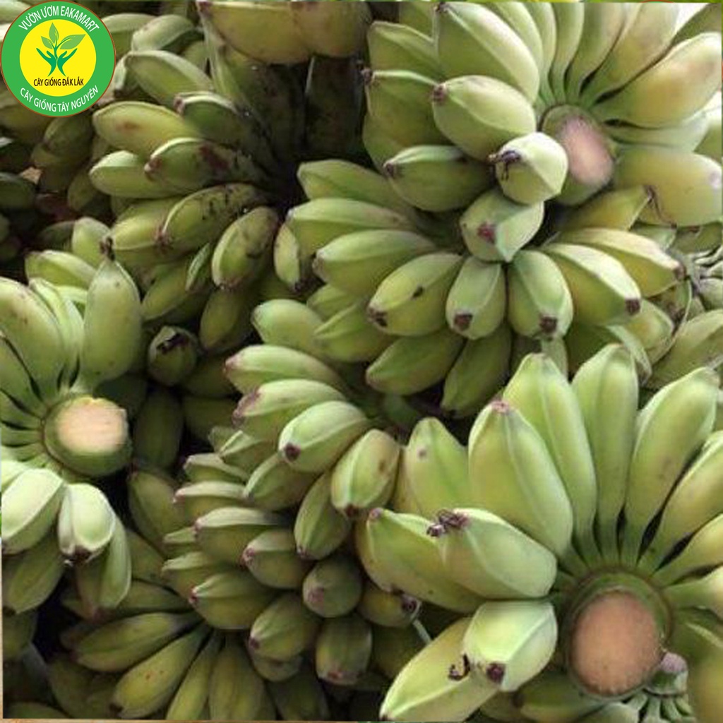 CÂY GIỐNG CHUỐI SÁP NGHỆ CẤY MÔ SIÊU SỚM