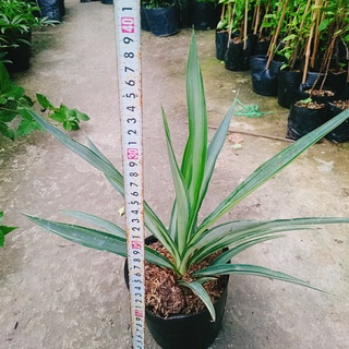 Cây Phát Tài Thái ( Dứa Diệp Tiễn )