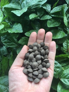 Phân Trùn Quế Hạt Mận Cho Hoa Lan
