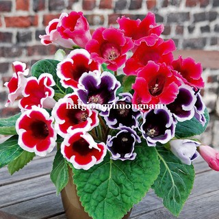 Hạt giống Hoa Tử La Lan