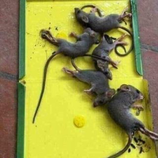 Bẫy chuột siêu dính