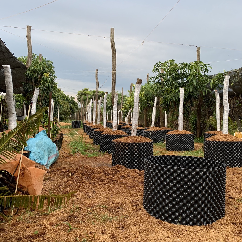 Dung dịch kích rễ KING