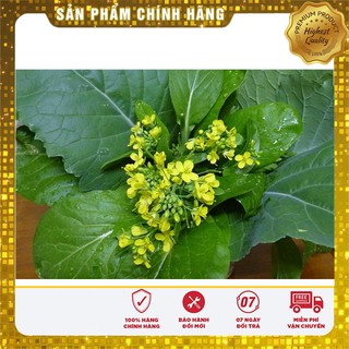 Hạt giống Cải Ngồng Mập 20gram [Bán Sỉ]