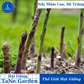 10h hạt giống rau măng tây tím