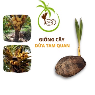 Giống CÂY DỪA TAM QUAN - tại Bến Tre |  Giá Trị Cao Do Màu Sắc - Ý Nghĩa Phong Thủy - Thờ Cúng
