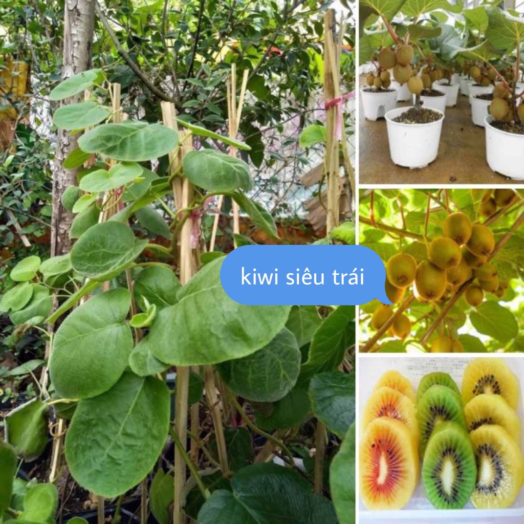 Hạt Giống Cây Kiwi F1 Loại dễ trồng dễ chăm sóc chống sâu bệnh năng suất cao