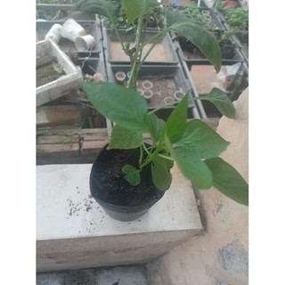 Cây giống ớt Chuông