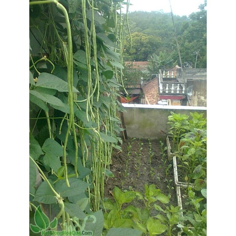 Hạt đậu đũa hạt trắng Đài Loan - gói 20 gram