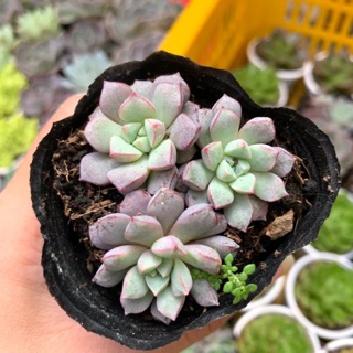 Sen đá sim tím 🌵freeship 🔥 đã thuần xứ nóng 🌟siu cute chuẩn size bầu 🌟