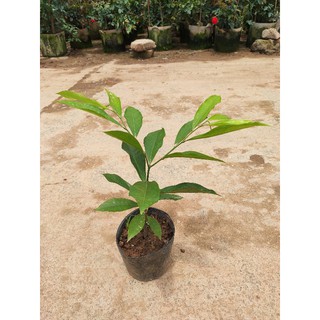Cây giống hoa dẻ, hoa móng rồng