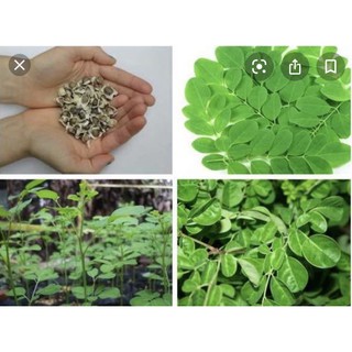 Gói 20 hạt giống rau chùm ngây dinh dưởng