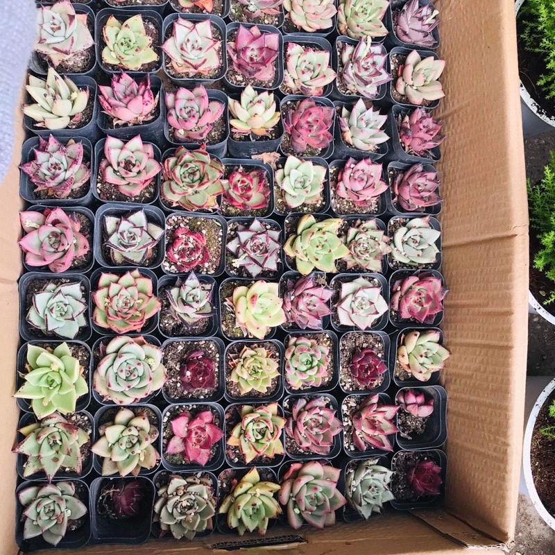 SEN ĐÁ ĐẾ VƯƠNG ĐỦ CÁC LOẠI 5-8cm.( nhắn tin shop để c