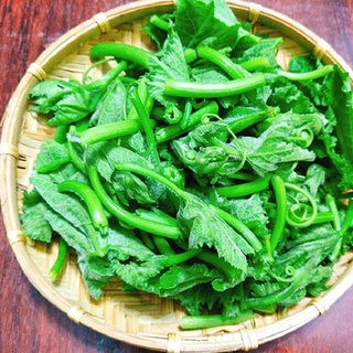 Hạt Giống Bí Siêu Đọt Gói 20g