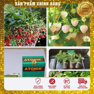 COMBO hạt giống dâu đỏ dâu tây kem 40 viên nén ươm hạt và kích mầm