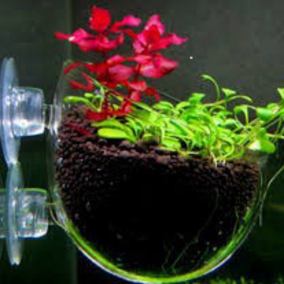 Cốc thủy tinh trồng cây cho hồ thủy sinh