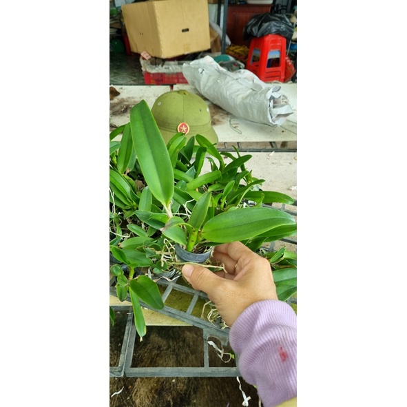 HOA LAN CATT RỒNG LỬA CÂY GIỐNG
