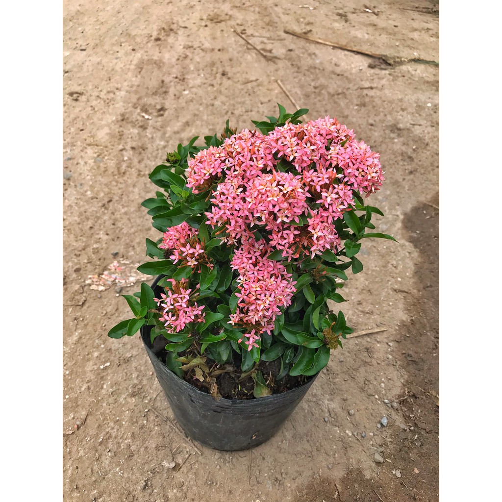Cây hoa mẫu đơn hồng cao 25-30 cm hoa nở bắt mắt dễ chăm sóc màu sắc lạ mắt trồng trang trí công viên, sân vườn