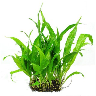 Một khóm cây thủy sinh dương sỉ - Cây thủy sinh dễ trồng không cần đất