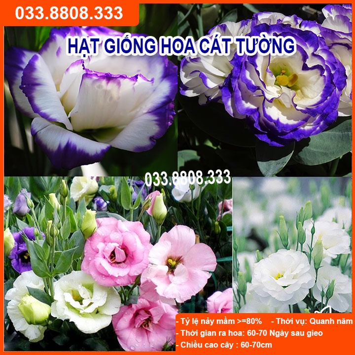 Hạt Giống Hoa Cát Tường Tím - Hoa đẹp dễ trồng chậu