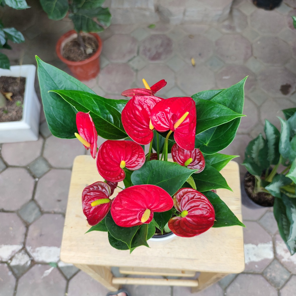 Cây hồng môn đỏ để bàn cực xinh nhiều hoa ,cây phong thủy tài lộc cao 30 -35cm