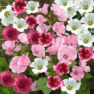 HẠT GIỐNG HOA CẨM QUỲ ( HOA MAI MALOPE) dễ trồng