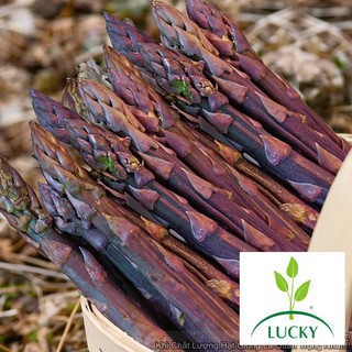 10h Hạt Giống Rau Măng Tây Tím (Asparagus officinalis)  THANHHUONG