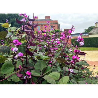 Hạt Giống Đậu Ván Tím (10 Gr) - Dinh Dưỡng, Năng Suất Cao - MUA 3 TẶNG 1 CÙNG LOẠI