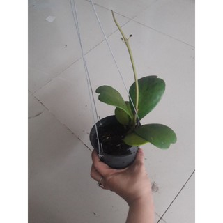 Cẩm cù lá  trái tim